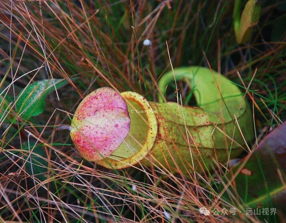 植物的智慧系列课程之食虫植物
