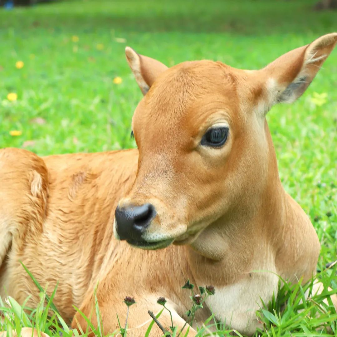 动物科普系列之校园生态探秘课程