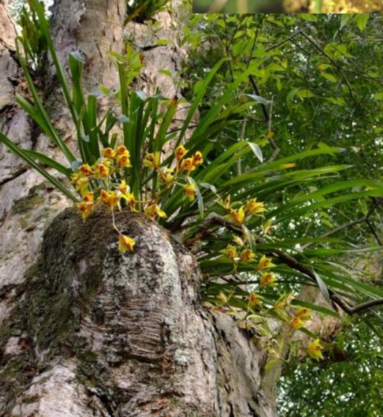 植物系列之热带雨林的生物多样性