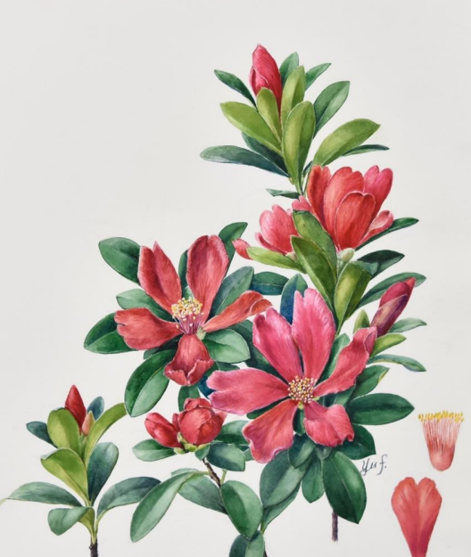 植物系列之四季花开的自然奇迹