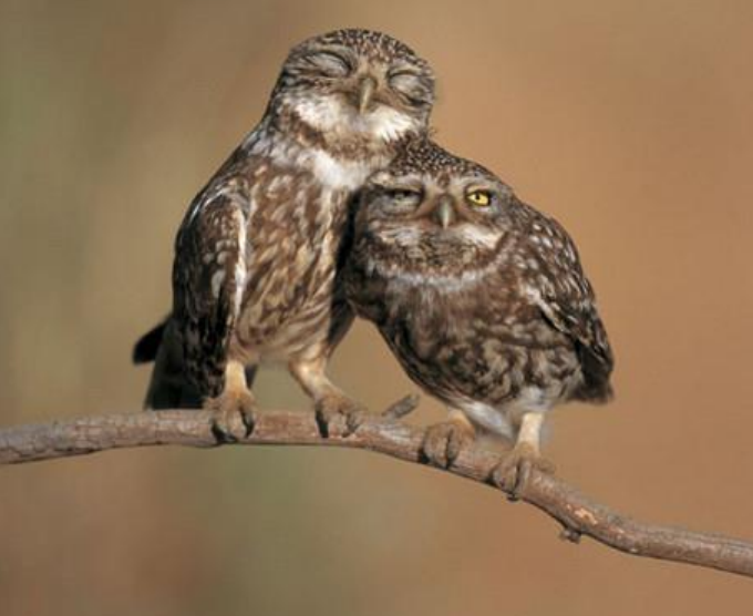 动物行为之鸟类求偶与繁衍行为