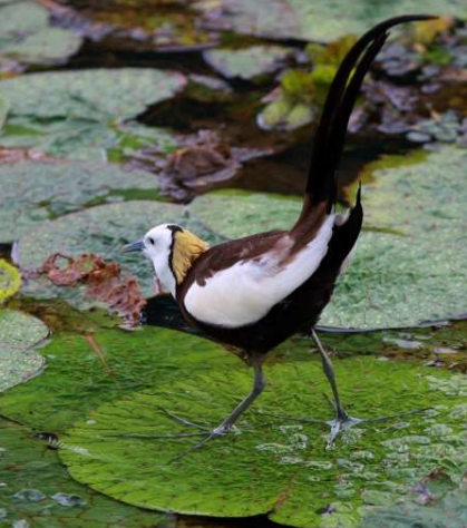 快乐观鸟入门：发现身边的鸟类世界