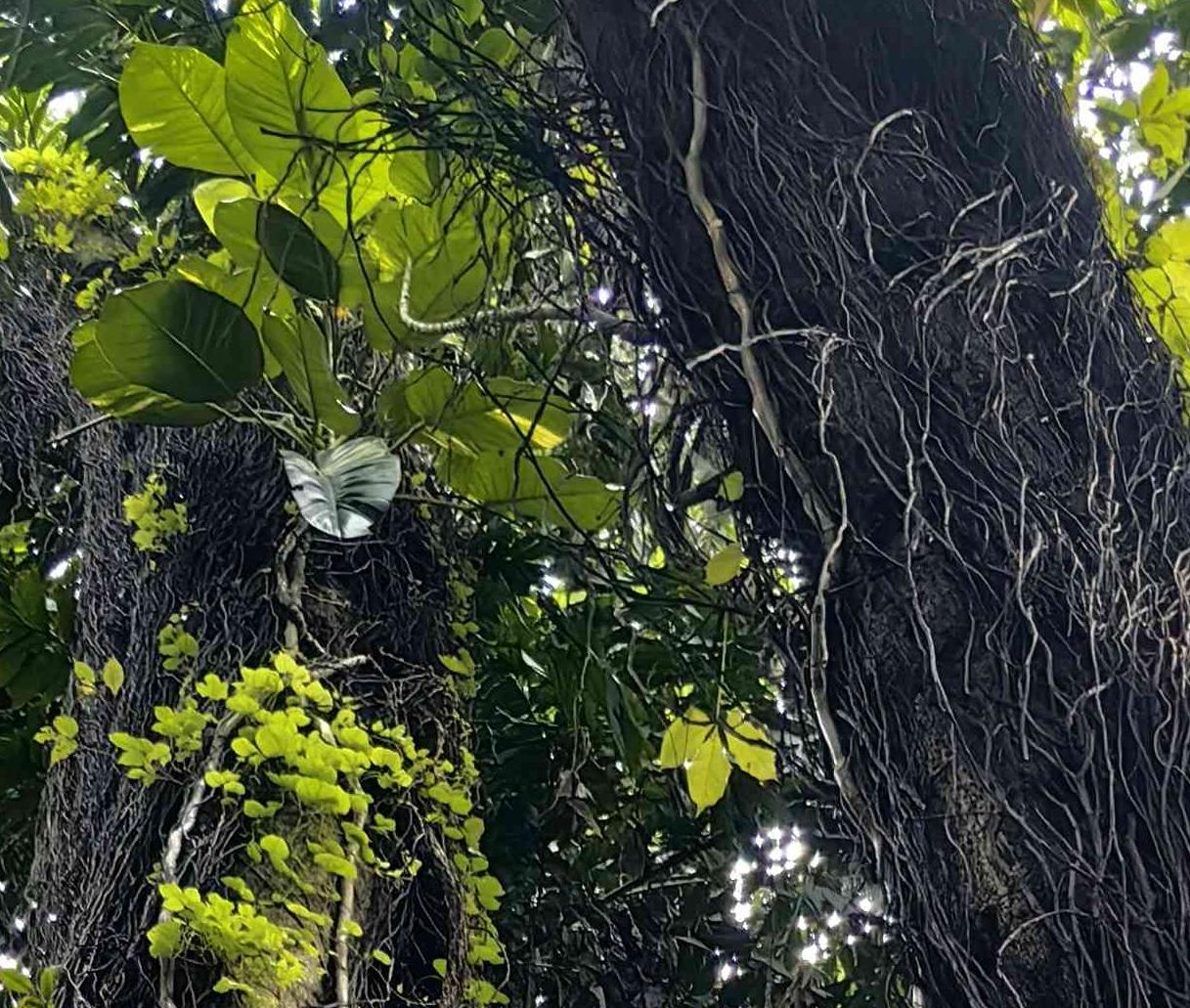 古树名木系列课程之樟香穿越百年